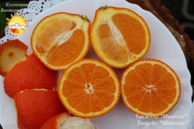 Tangelo Minneola4 - 